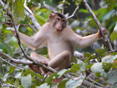 Pig tailed macaque (1)